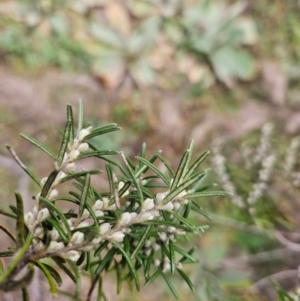 Bertya rosmarinifolia at Bullen Range - 29 Jun 2024