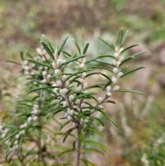 Bertya rosmarinifolia at Bullen Range - 29 Jun 2024 02:57 PM