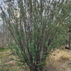 Bertya rosmarinifolia at Bullen Range - 29 Jun 2024