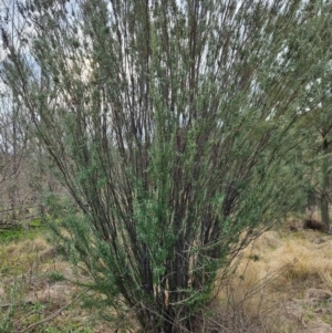 Bertya rosmarinifolia at Bullen Range - 29 Jun 2024