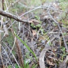 Thelymitra sp. (A Sun Orchid) at Bullen Range - 29 Jun 2024 by BethanyDunne