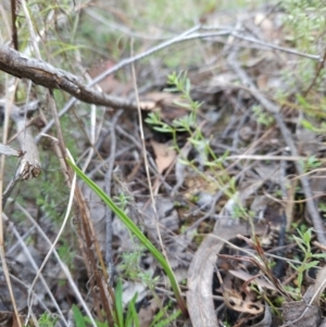 Thelymitra sp. at Bullen Range - 29 Jun 2024