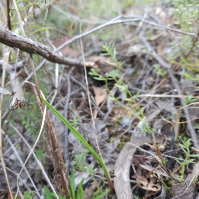 Thelymitra (Genus) (Sun Orchid) at Bullen Range - 29 Jun 2024 by BethanyDunne