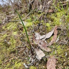 Thelymitra (Genus) (Sun Orchid) at Bullen Range - 29 Jun 2024 by BethanyDunne
