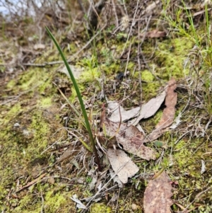 Thelymitra sp. at Bullen Range - 29 Jun 2024