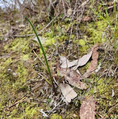 Thelymitra (Genus) (Sun Orchid) at Bullen Range - 29 Jun 2024 by BethanyDunne