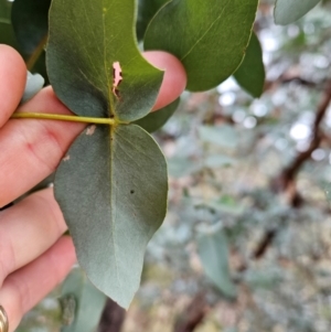 Eucalyptus cinerea subsp. cinerea at Bullen Range - 29 Jun 2024