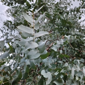 Eucalyptus cinerea subsp. cinerea at Bullen Range - 29 Jun 2024