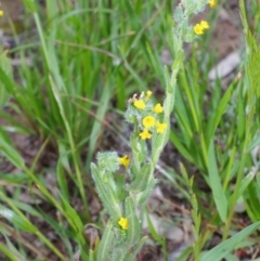 Amsinckia menziesii (Rigid Fiddle-Neck) at Morton Plains, VIC - 18 Sep 2016 by WendyEM