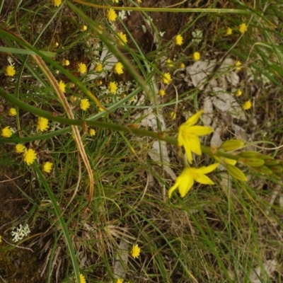 Bulbine bulbosa (Golden Lily, Bulbine Lily) at Morton Plains, VIC - 18 Sep 2016 by WendyEM