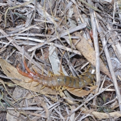 Cormocephalus sp.(genus) at Morton Plains, VIC - 18 Sep 2016 by WendyEM