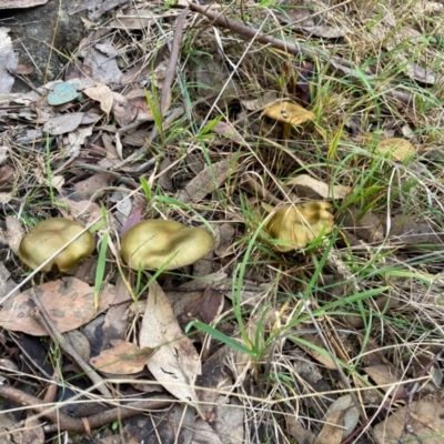 Cortinarius austrovenetus (Green Skinhead) at Flynn, ACT - 29 Jun 2024 by Rosie