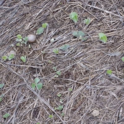 Marsilea drummondii (Common Nardoo) at Morton Plains, VIC - 18 Sep 2016 by WendyEM