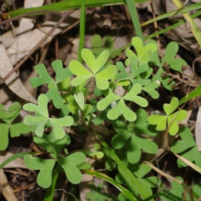 Oxalis pes-caprae (Soursob) at Morton Plains, VIC - 18 Sep 2016 by WendyEM