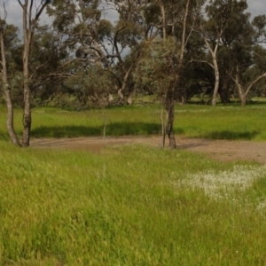 Eucalyptus largiflorens at Morton Plains, VIC - 18 Sep 2016 02:57 PM