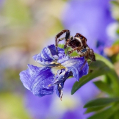 Opisthoncus serratofasciatus (Chevronned jumper) at Florey, ACT - 28 Oct 2023 by KorinneM