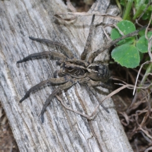 Tasmanicosa sp. (genus) at Morton Plains, VIC - 18 Sep 2016 01:00 PM