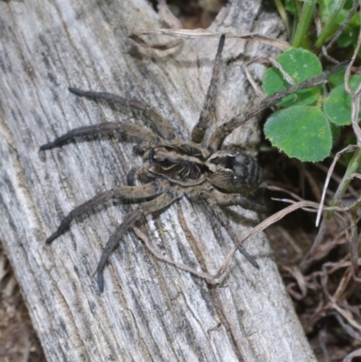 Tasmanicosa sp. (genus) (Tasmanicosa wolf spider) at Morton Plains, VIC - 18 Sep 2016 by WendyEM