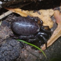 Unidentified Other hunting spider at Morton Plains, VIC - 18 Sep 2016 by WendyEM