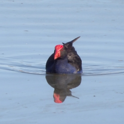 Porphyrio melanotus (Australasian Swamphen) at Jerrabomberra Wetlands - 28 Jun 2024 by MatthewFrawley