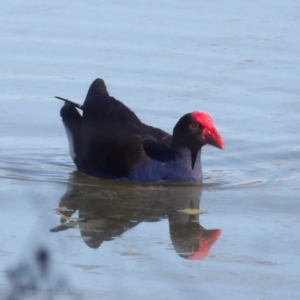 Porphyrio melanotus at Jerrabomberra Wetlands - 28 Jun 2024