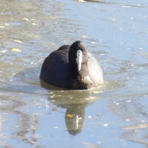 Fulica atra at Jerrabomberra Wetlands - 28 Jun 2024