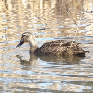 Anas superciliosa at Jerrabomberra Wetlands - 28 Jun 2024 01:07 PM