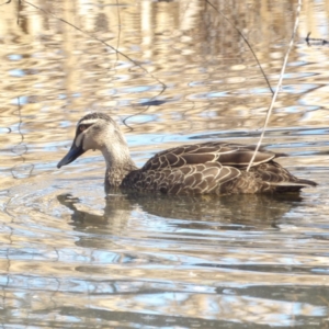 Anas superciliosa at Jerrabomberra Wetlands - 28 Jun 2024 01:07 PM