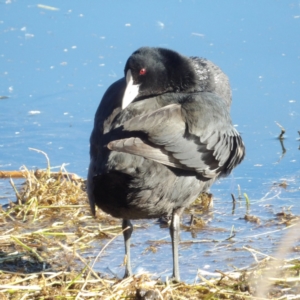 Fulica atra at Jerrabomberra Wetlands - 28 Jun 2024