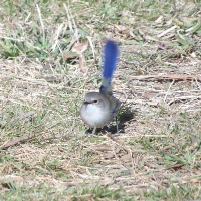 Malurus cyaneus (Superb Fairywren) at Jerrabomberra Wetlands - 28 Jun 2024 by MatthewFrawley