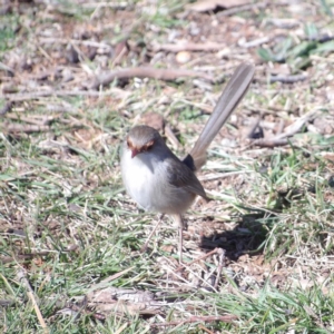 Malurus cyaneus at Jerrabomberra Wetlands - 28 Jun 2024