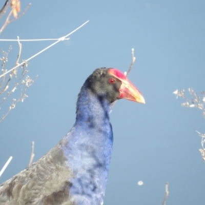 Porphyrio melanotus (Australasian Swamphen) at Jerrabomberra Wetlands - 28 Jun 2024 by MatthewFrawley