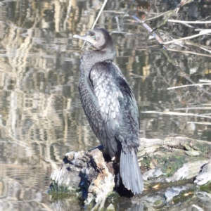 Phalacrocorax sulcirostris at Jerrabomberra Wetlands - 28 Jun 2024