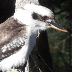 Dacelo novaeguineae (Laughing Kookaburra) at Jerrabomberra Wetlands - 28 Jun 2024 by MatthewFrawley