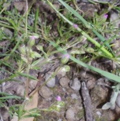 Spergularia rubra (Sandspurrey) at Morton Plains, VIC - 18 Sep 2016 by WendyEM