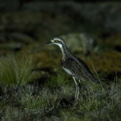 Burhinus grallarius (Bush Stone-curlew) at Mulligans Flat - 29 Jun 2024 by davidcunninghamwildlife