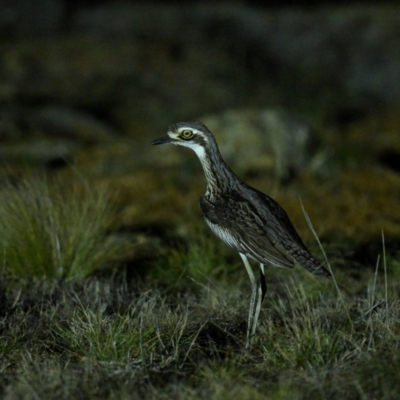 Burhinus grallarius (Bush Stone-curlew) at Mulligans Flat - 29 Jun 2024 by davidcunninghamwildlife