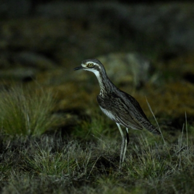 Burhinus grallarius (Bush Stone-curlew) at Mulligans Flat - 29 Jun 2024 by davidcunninghamwildlife