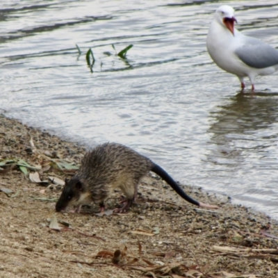 Hydromys chrysogaster (Rakali or Water Rat) at Lake Ginninderra - 29 Jun 2024 by Simonster