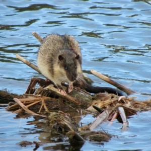 Hydromys chrysogaster at Lake Ginninderra - 29 Jun 2024