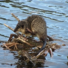 Hydromys chrysogaster at Lake Ginninderra - 29 Jun 2024