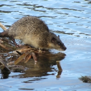 Hydromys chrysogaster at Lake Ginninderra - 29 Jun 2024