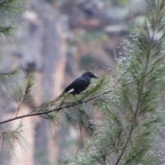 Strepera graculina (Pied Currawong) at Carnarvon National Park - 29 Jun 2024 by MB