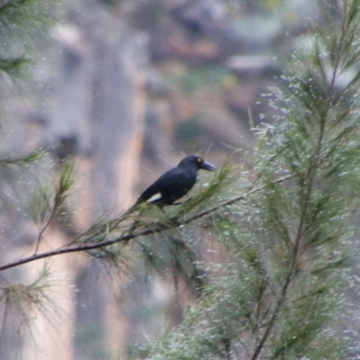 Strepera graculina (Pied Currawong) at Carnarvon National Park - 29 Jun 2024 by MB