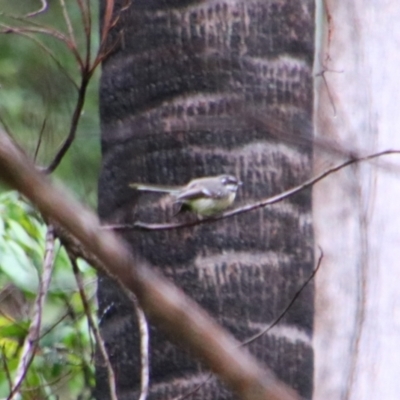 Rhipidura albiscapa (Grey Fantail) at Carnarvon National Park - 29 Jun 2024 by MB