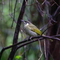 Meliphaga lewinii (Lewin's Honeyeater) at Carnarvon National Park - 28 Jun 2024 by MB