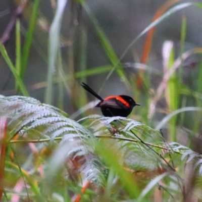 Malurus melanocephalus (Red-backed Fairywren) at Carnarvon National Park - 29 Jun 2024 by MB