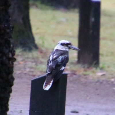 Dacelo novaeguineae (Laughing Kookaburra) at Carnarvon National Park - 28 Jun 2024 by MB