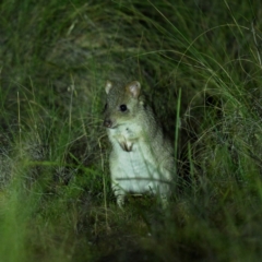 Bettongia gaimardi (Eastern Bettong, Tasmanian Bettong) at Mulligans Flat - 29 Jun 2024 by davidcunninghamwildlife