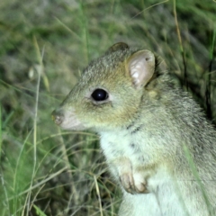 Bettongia gaimardi at Mulligans Flat - 29 Jun 2024 07:24 PM